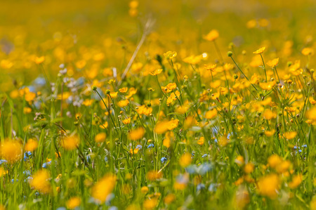 Bright floral natural background with yellow flowers buttercups, growing in the meadow on a sunny dayの写真素材