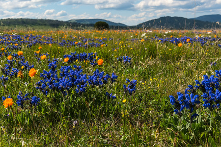 Bright floral natural background with blue and orange wildflowers growing on a meadow in the mountains on a sunny dayの写真素材