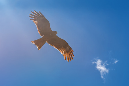 Bird black kite flying against the blue skyの写真素材