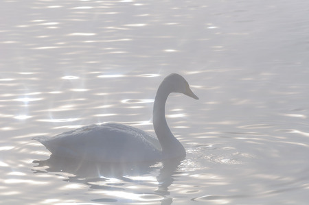 Colorful view of a swan on a lake in winter in a magical sunlightの写真素材