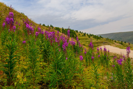 Picturesque views of the slopes of the mountains covered with trees and bright pink flowers in the...