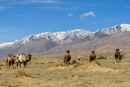 The picturesque view of a herd of camels grazing in a meadow in the mountains in autumnの写真素材