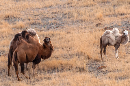 The picturesque view of a herd of camels grazing in a meadow in the mountains in autumnの写真素材