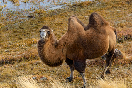 Portrait of a camel grazing in a meadow in the mountains in autumnの写真素材