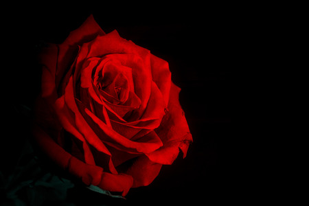 Red rose closeup isolated on a black backgroundの写真素材