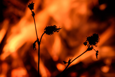 Dry twig on the background of a large red and orange raging flame from a bonfireの写真素材