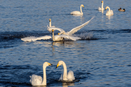 The picturesque scene with swans that swim, fight and bite on the lake on a frosty sunny dayの写真素材