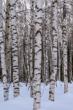 Abstract natural background of white trunks of birch close up in a birch forest with snow in winterの写真素材