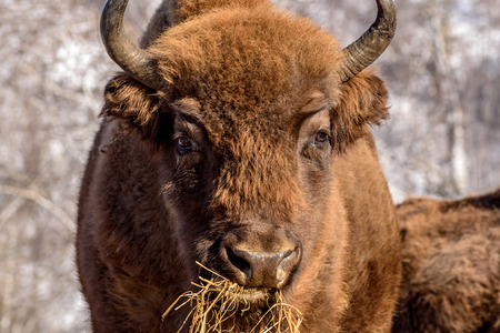 Mammal wild animal bison closeup chews hay on the background of birch trees in winter sunny dayの写真素材