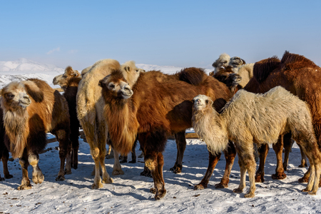 A herd of cute camels and little camels grazing in the paddock in winter sunny dayの写真素材
