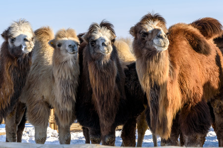 A herd of cute camels and little camels grazing in the paddock in winter sunny dayの写真素材
