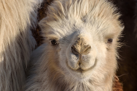 Portrait of little cute fluffy white camel closeup in winter sunny dayの写真素材