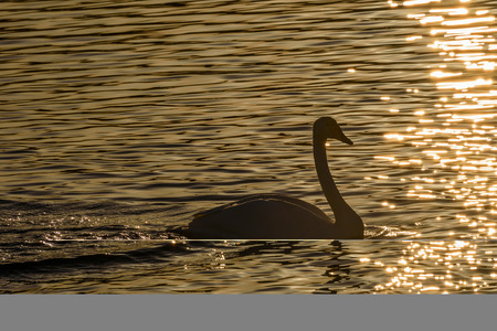 Beautiful winter view with swan in the sunlight swimming in the lake at sunsetの写真素材