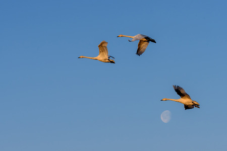 Beautiful view with a flock of swans flying against the blue sky and the moon on a sunny dayの写真素材