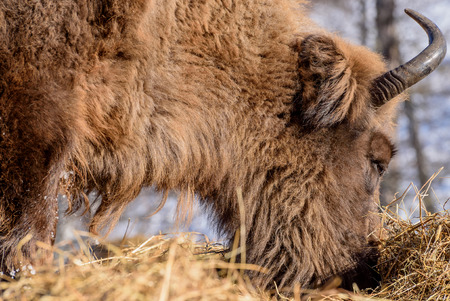 Mammal wild animal bison closeup chews hay in winter sunny dayの写真素材
