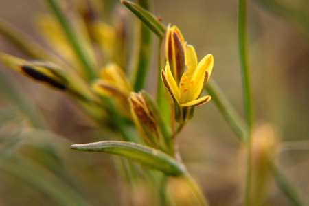 The first spring yellow flowers gagea in the grass closeup on a sunny day