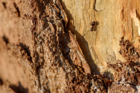 Abstract natural wood background with tree bark, wood and ant