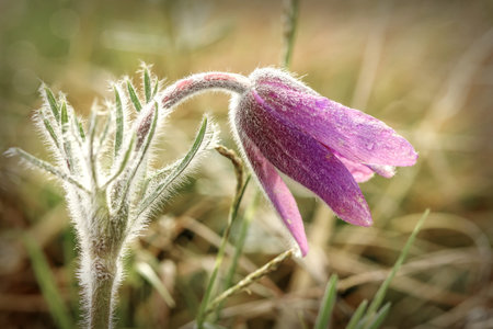 The first spring flowers with drops of dew on the grass close up in sunlight