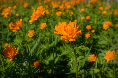 Beautiful bright floral background of orange flowers of Trollius asiaticus on green meadowの写真素材