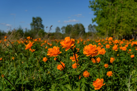 Beautiful bright landscape of a variety of flowers of Trollius asiaticus on a meadow among the birchs in a sunny dayの写真素材