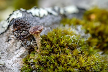 Colorful abstract natural background of green moss and lichen family cladonia growing on rocks in...
