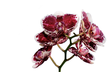 Beautiful floral background with burgundy orchid flowers with a white border and spotted closeup isolated on white backgroundの写真素材