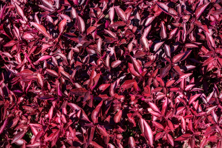 Beautiful floral decorative background as a carpet with red flowers on a bed in the sunlightの写真素材