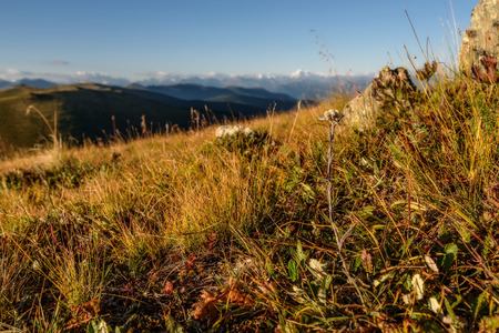 Beautiful floral background with delicate flower edelweiss, growing in the highlands on the background of snowy mountains, blue sky and cloudsの写真素材