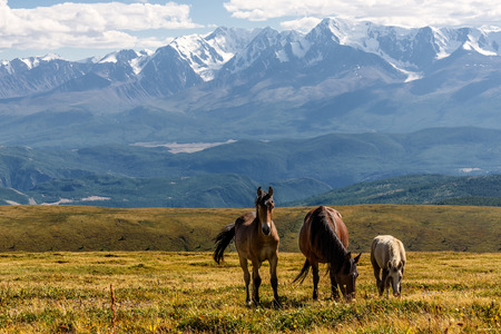 Scenic view with horses grazing in the meadow on the hillside against the background of mountains with snow and glaciersの写真素材