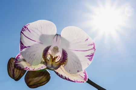 Beautiful floral background with a white orchid flower with a pink border and spotted closeup on a background of blue sky and sunの写真素材
