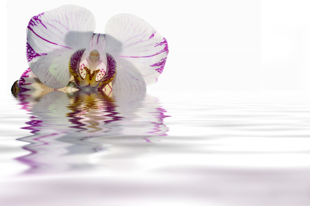 Beautiful floral background with delicate white orchid flower with burgundy veins close up on a white background with reflection in waterの写真素材