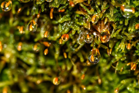 Colorful abstract natural background of wet green moss sphagnum and seeds of moss in drops of water from rain closeupの写真素材