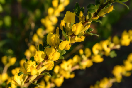 Bright spring floral background with beautiful yellow flowers on the branches of acacia treeの写真素材