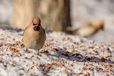 Beautiful bright bird waxwing close-up and small apples on snowの写真素材