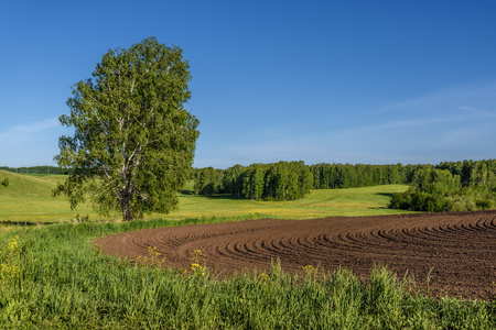 Beautiful agricultural landscape with furrows on a brown plowed field, green meadows and birches on a background of blue skyの写真素材