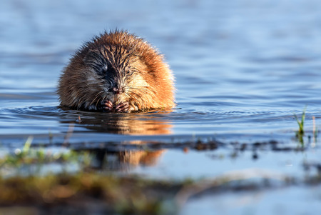 Wet muskrat (Ondatra zibethica) sits in the water near the shore and eats grass in the light of the setting sunの写真素材