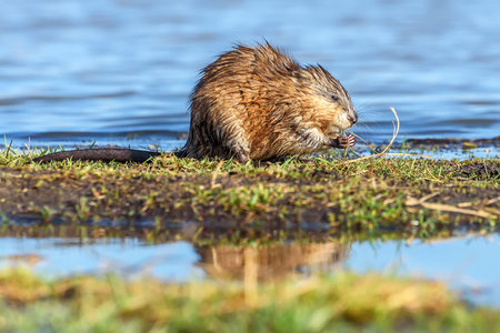 Wet muskrat (Ondatra zibethica) sits in the water near the shore and eats grass in the light of the...