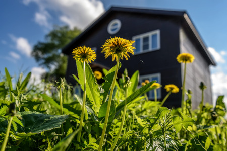 Abstract view from bottom on yellow dandelions in the grass in sunlight against the background of a wooden two-story house and a blue sky with cloudsの写真素材