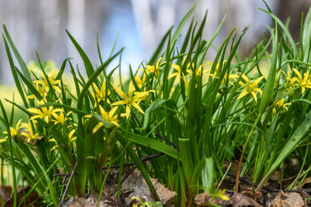 Beautiful spring floral background with bright small yellow flowers Gagea in the grass close up on a...