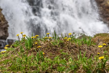 Beautiful natural background with the first spring yellow flowers of the mother-and-stepmother close-up on the background of a falling water of the waterfallの写真素材