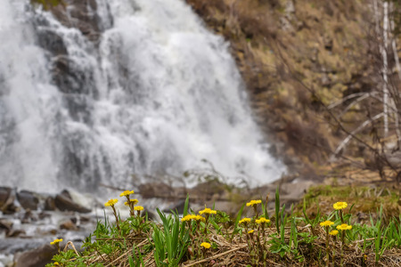 Beautiful natural background with the first spring yellow flowers of the mother-and-stepmother close-up on the background of a falling water of the waterfallの写真素材