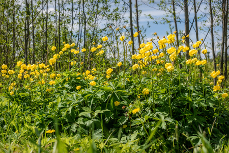 Beautiful floral background with yellow wildflowers Trollius europaeus close-up on a meadow in the sunlightの写真素材
