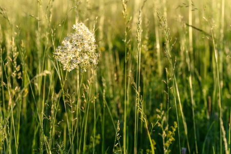 Beautiful floral background of white fluffy flowers Tavolga vulgaris on a background of green grass on a meadow in sunlightの写真素材