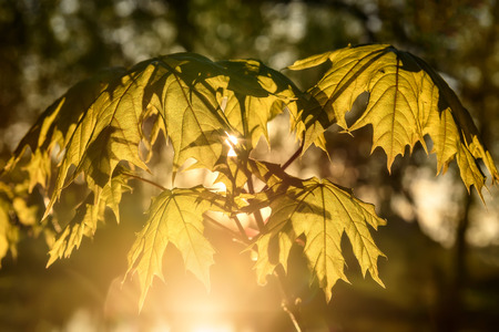 Abstract natural background with green maple leaves in sunlightの写真素材