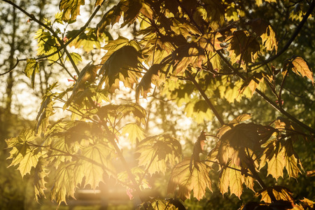 Abstract natural background with green maple leaves in sunlightの写真素材