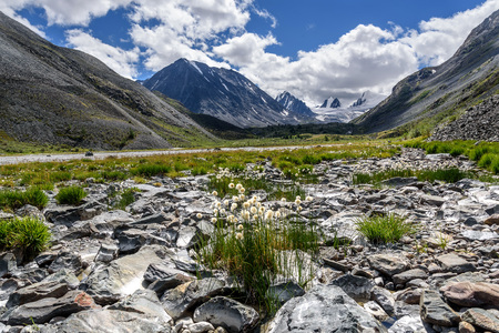 Beautiful view with mountains, pointed snowy peaks, glacier and white fluffy flowers of Eriophorum on stones against the background of a cloudy sky in summerの写真素材