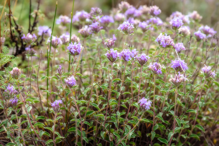Beautiful floral background with pink wild flowers zizifora close-up, growing in the steppe in the mountainsの写真素材