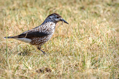 Bird nutcracker (Nucifraga caryocatactes ) close up sitting on grass in autumnの写真素材