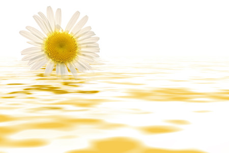 Abstract floral background with delicate white daisy flower close-up on a white background with reflection in waterの写真素材