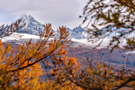 A picturesque autumn view on golden trees and mountains covered with forest and snow through larch...